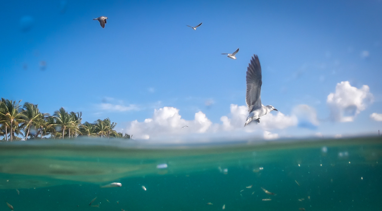 Seagulls