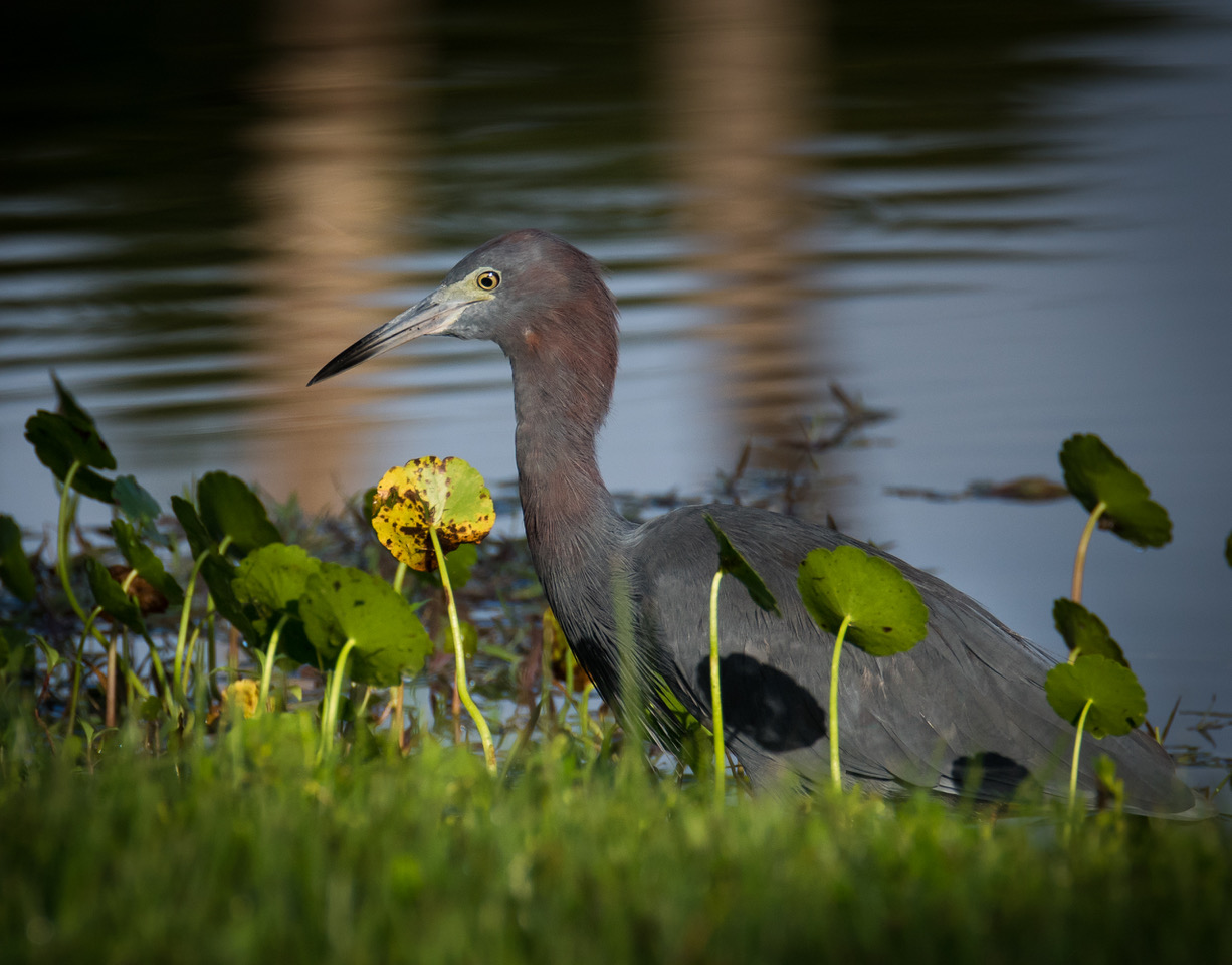 Little Blue Heron photographed in Palm Beach County during PhotoMasters Workshops by Bob Gibson