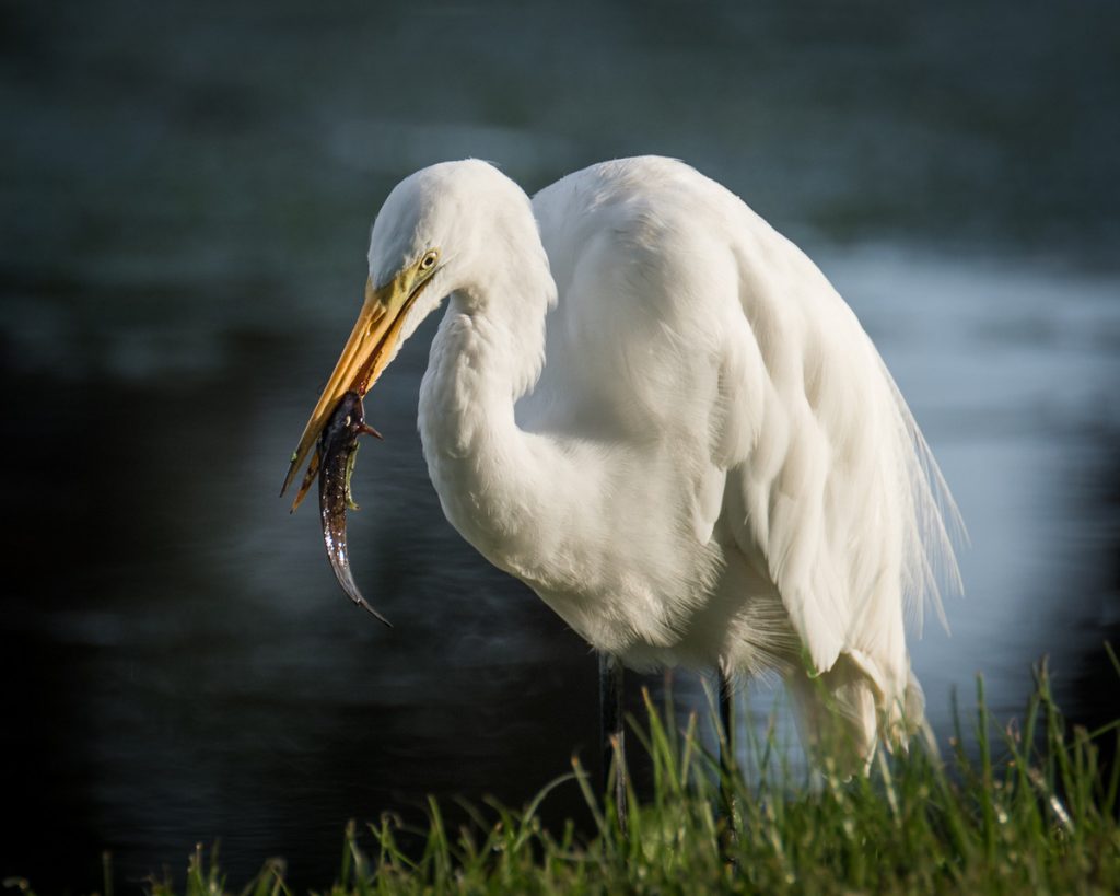 Great Egret feeding at Jupiter Florida's Riverbend Park