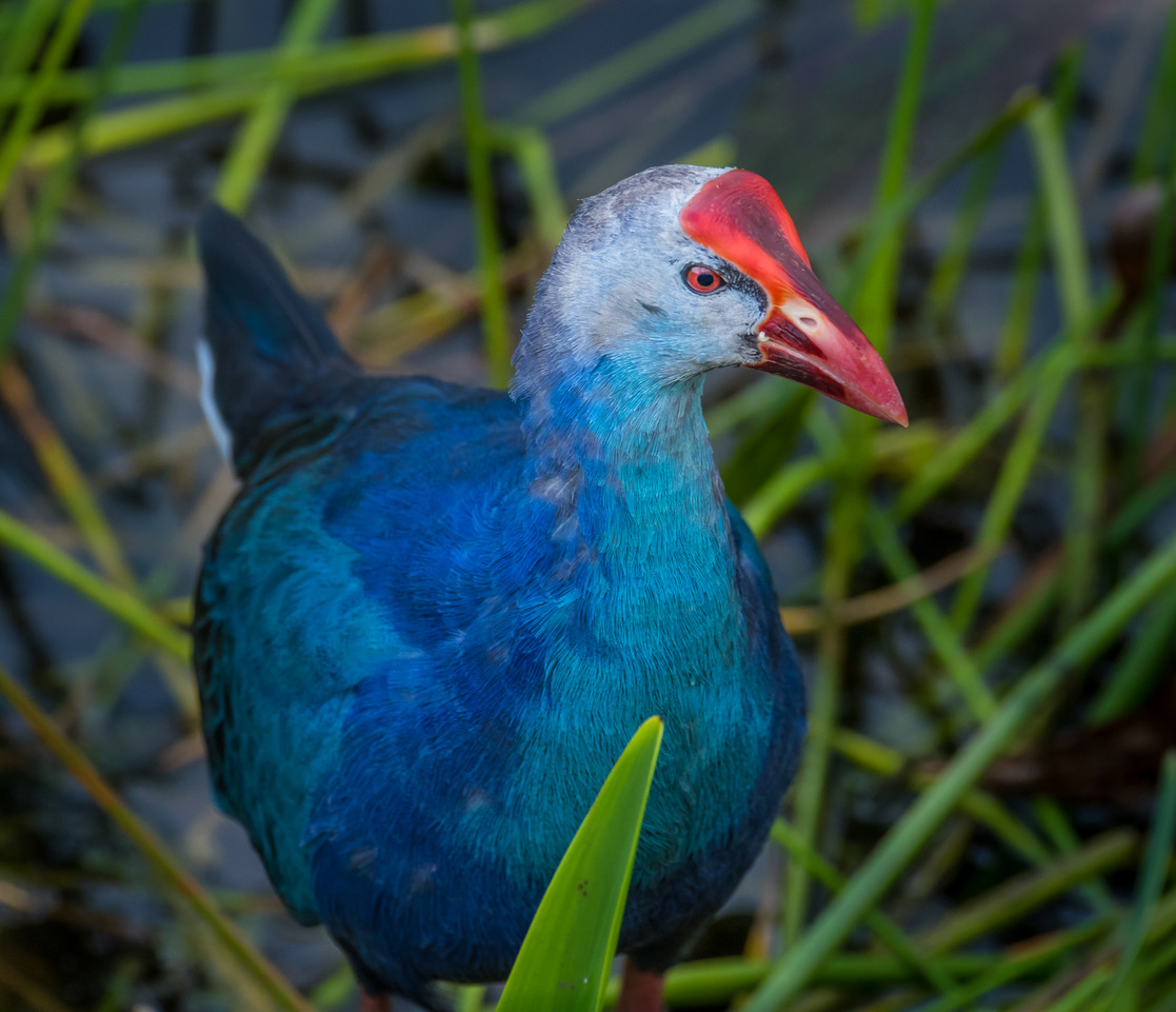 Purple Gallinule or Gray Headed Swamp Hen photographed at Wodokohatchee Wetland