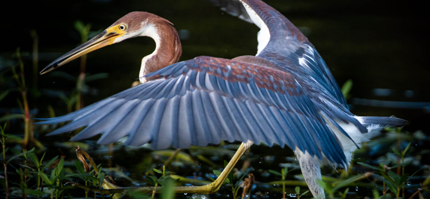 Tri-Colored Heron