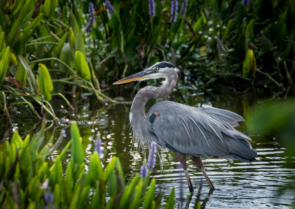 Tri-Colored Heron in Palm Beach County Florida