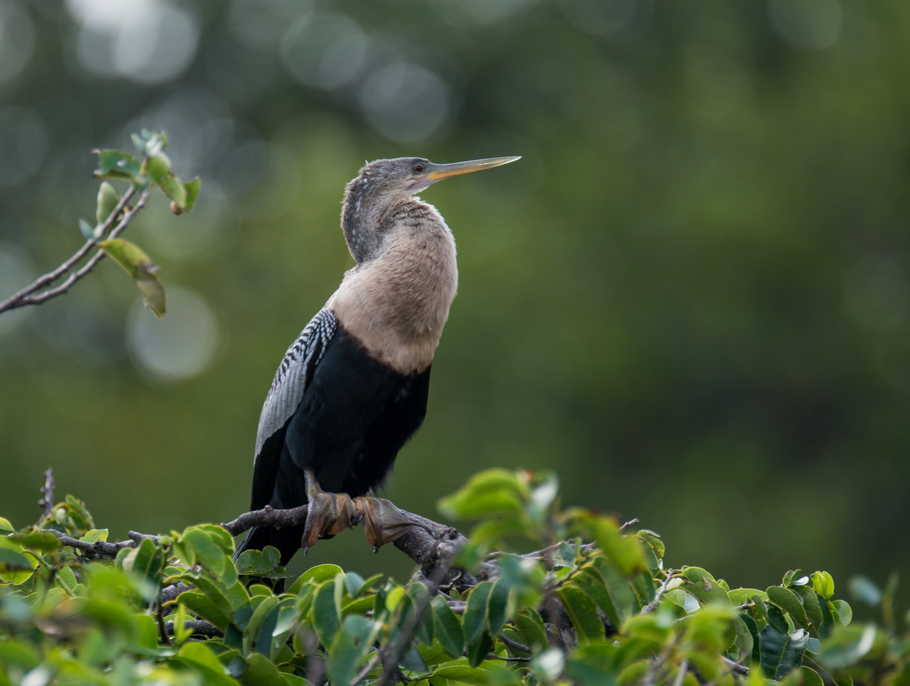 Anhinga overlooking South Florida wetland