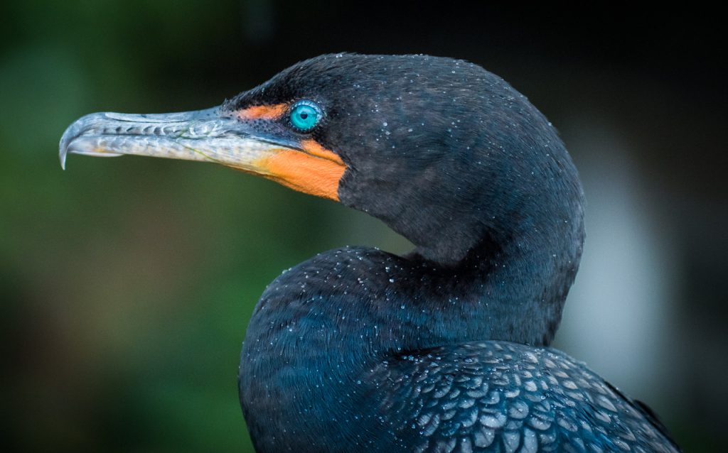 Bird Photography
Cormorant
Florida Everglades Birds