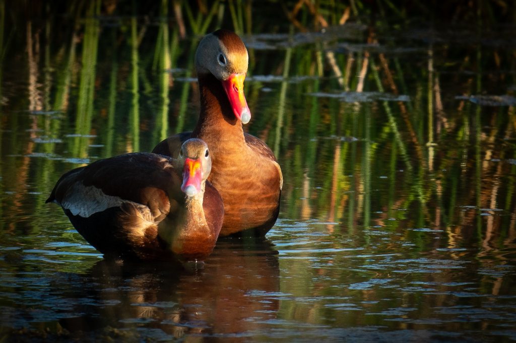 Florida Birding Tours
Bird Photography Workshops