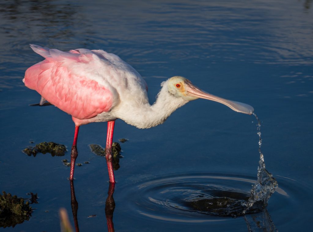 Roseate Spoonbill
Florida Wetlands
Bird Photography Tours