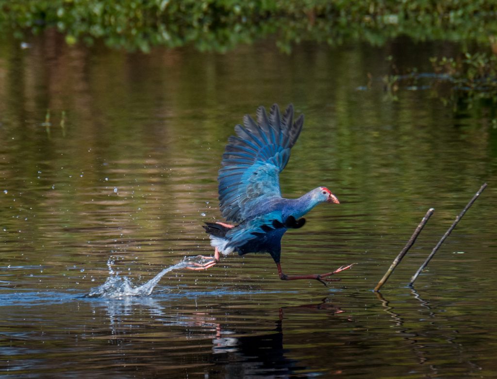 Nature Photography Tours
Bird Photography Workshop