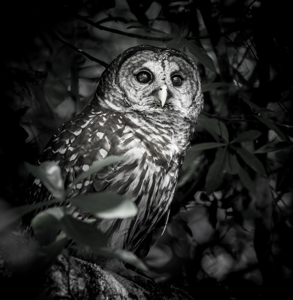 Black and White photo of a Barre Owl 