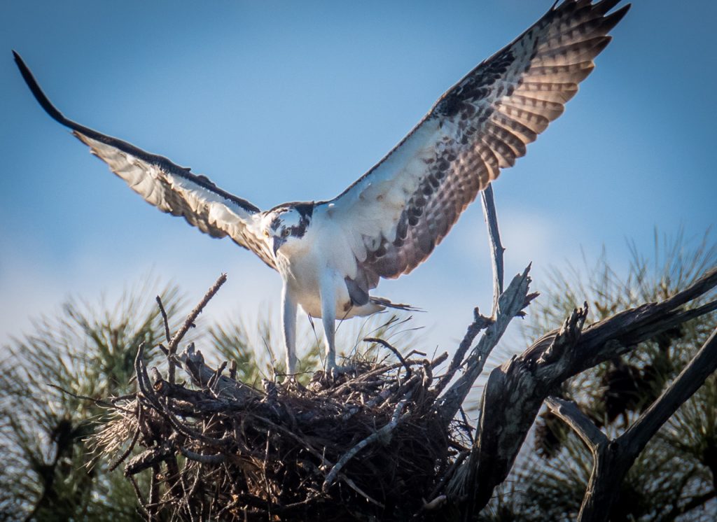 Osprey Photography
Owl Photography
Photo Masters Workshops