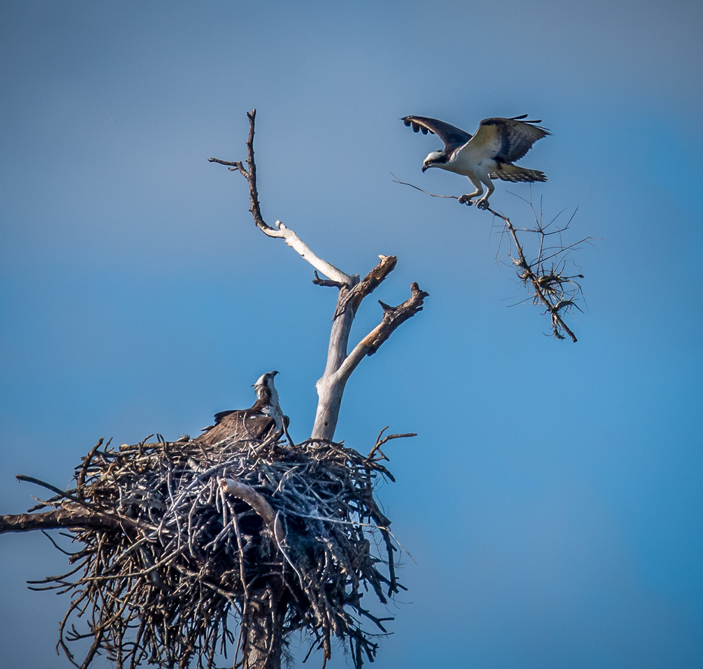  Osprey building a nest. 