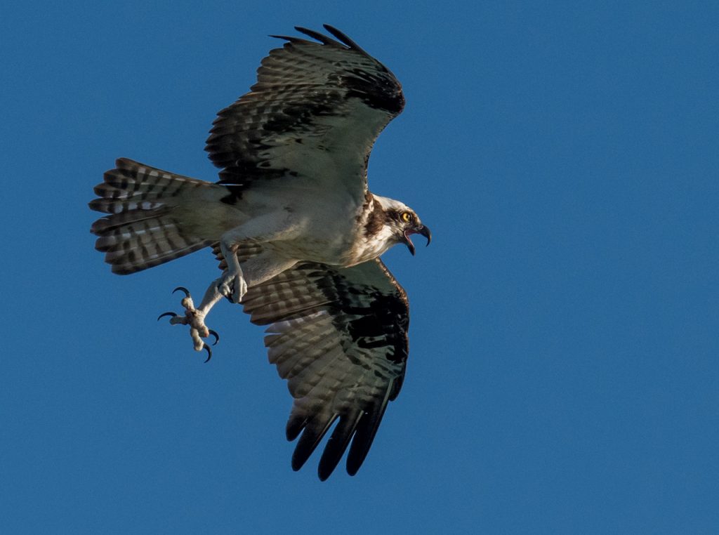 Osprey in Flight