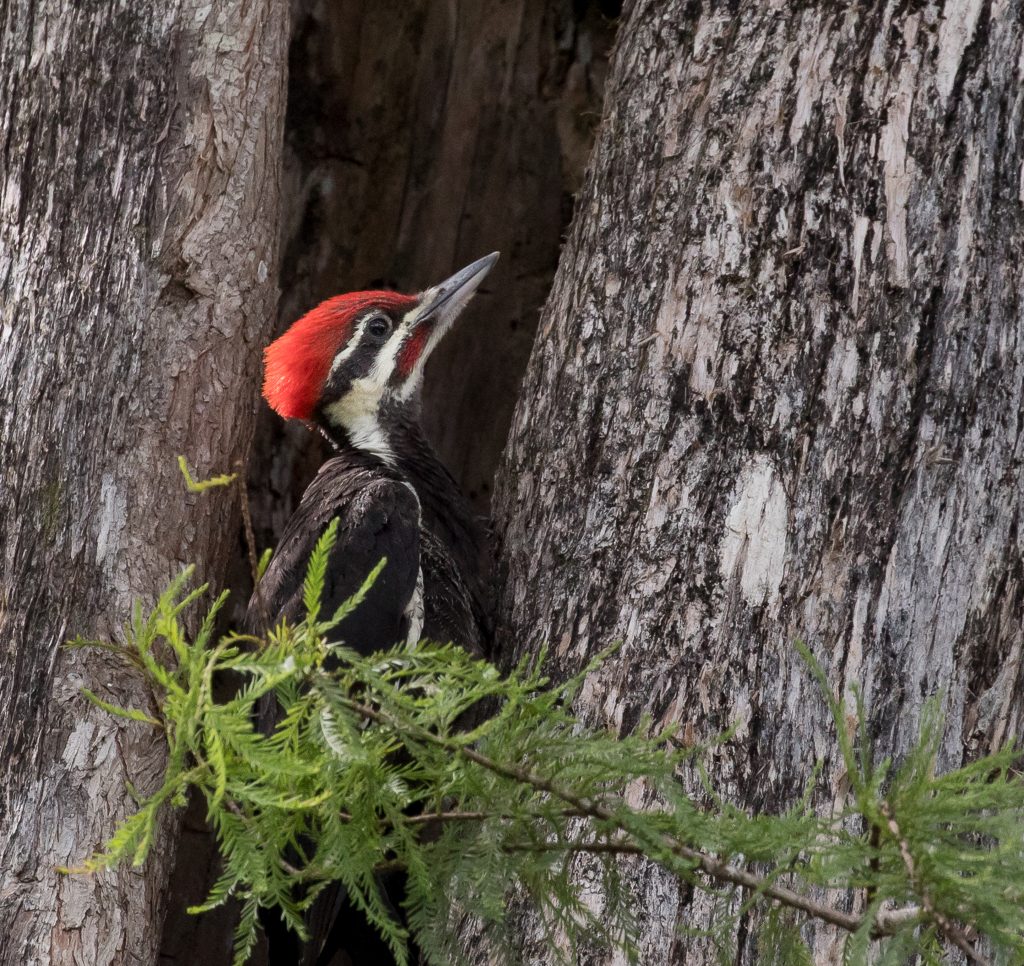 Florida Birds Woodpecker
