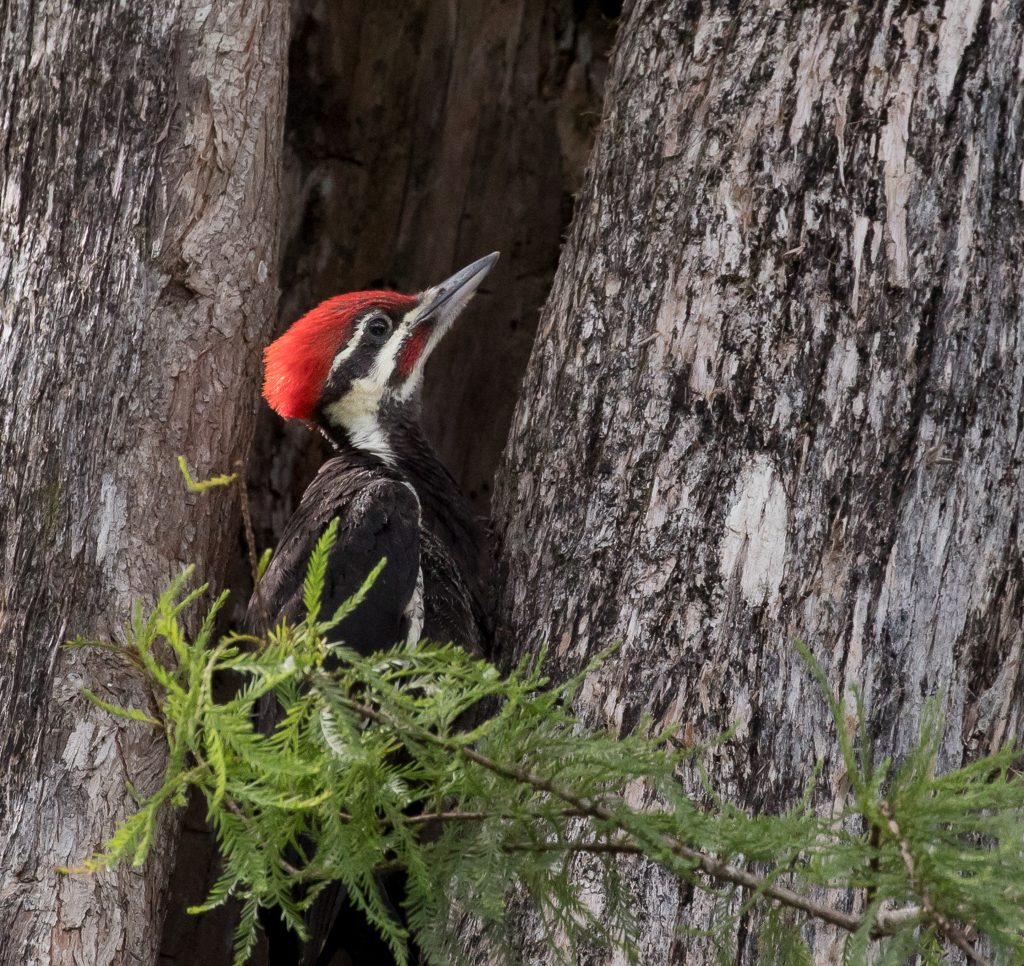 Florida Birds Woodpecker