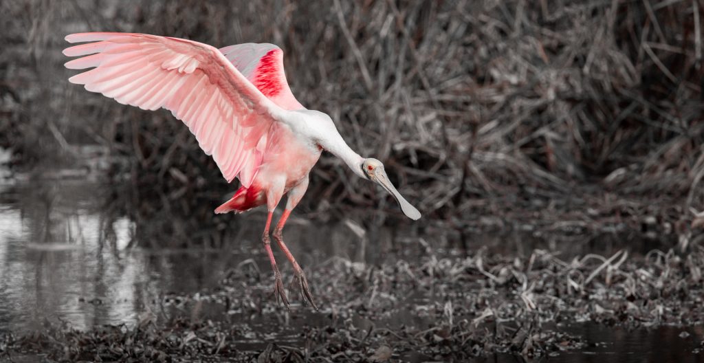 Roseate Spoonbill Landing