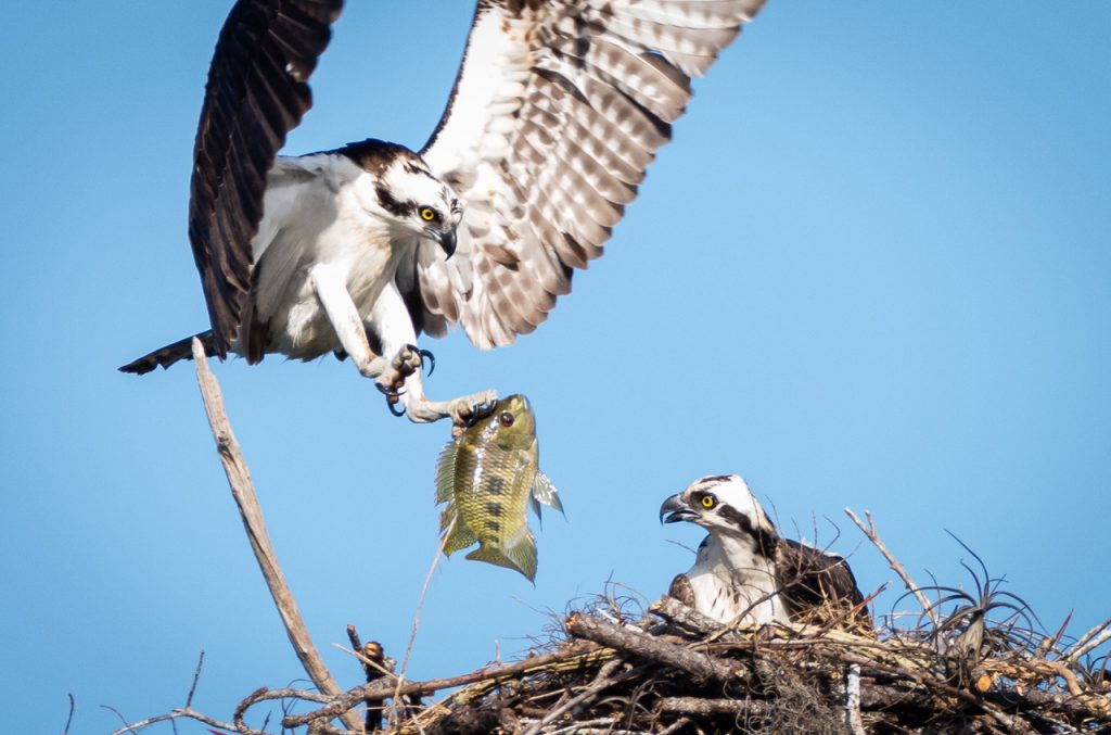 Ospreys Nesting in Riverbend Park Jupiter Florida