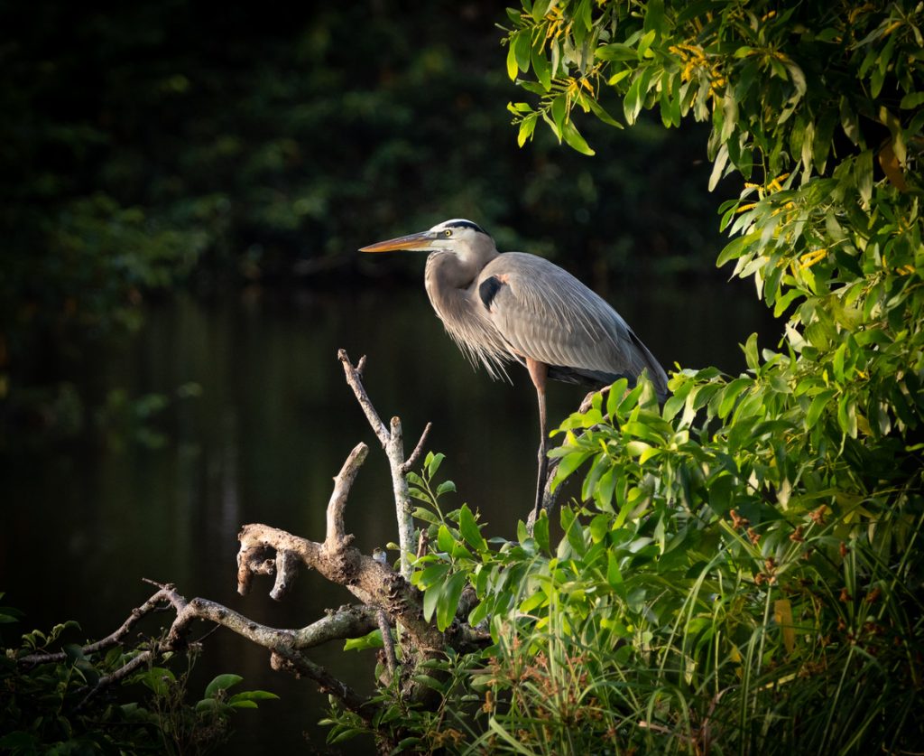 Landscape and Wildlife Photography Workshops held in Florida and in America's National Parks.  