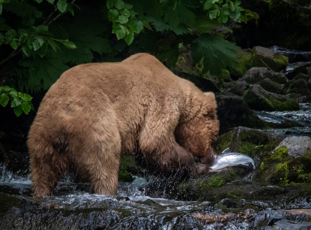 Salmon Runs attract Alaska Brown Bears to rivers and beaches of the Katmai Peninsula