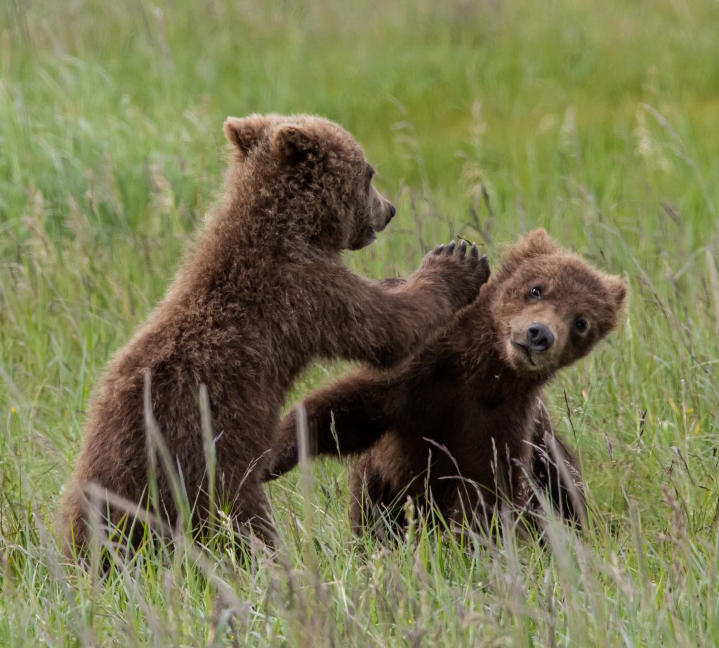 Brown Bear Cubs play fighting