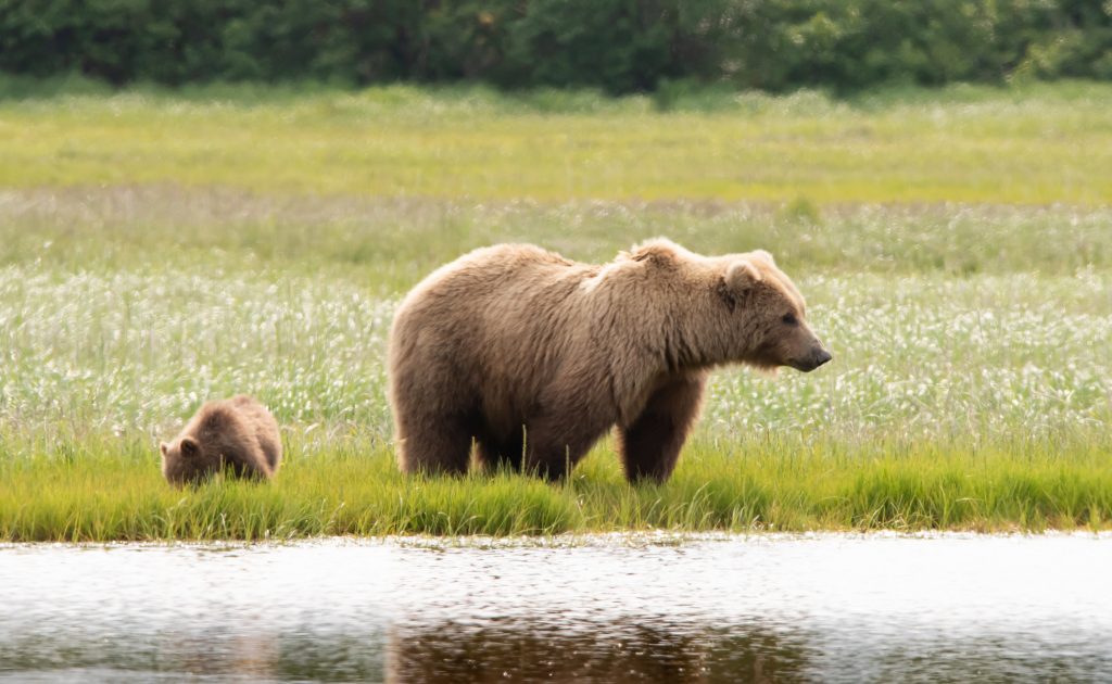 Alaskan Brown Bear Mother and Cub in Katmai National Park