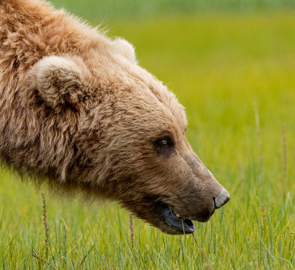 Brown Bear Katmai National Park