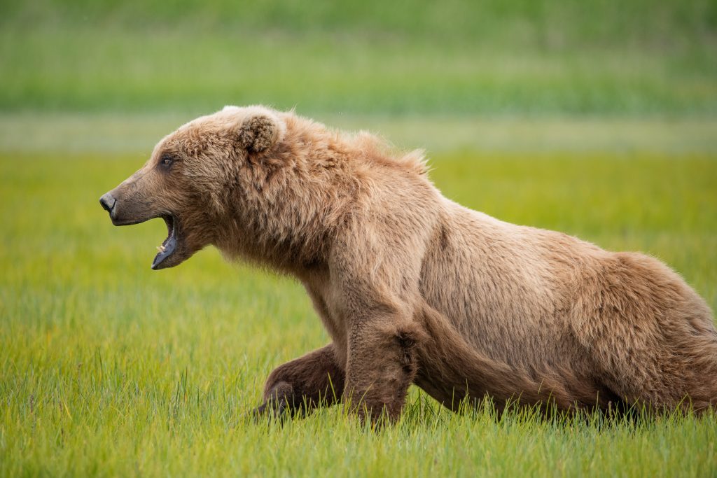 Angry Brown Bear