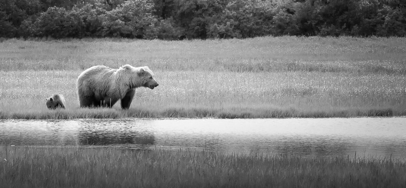 Brown Bear