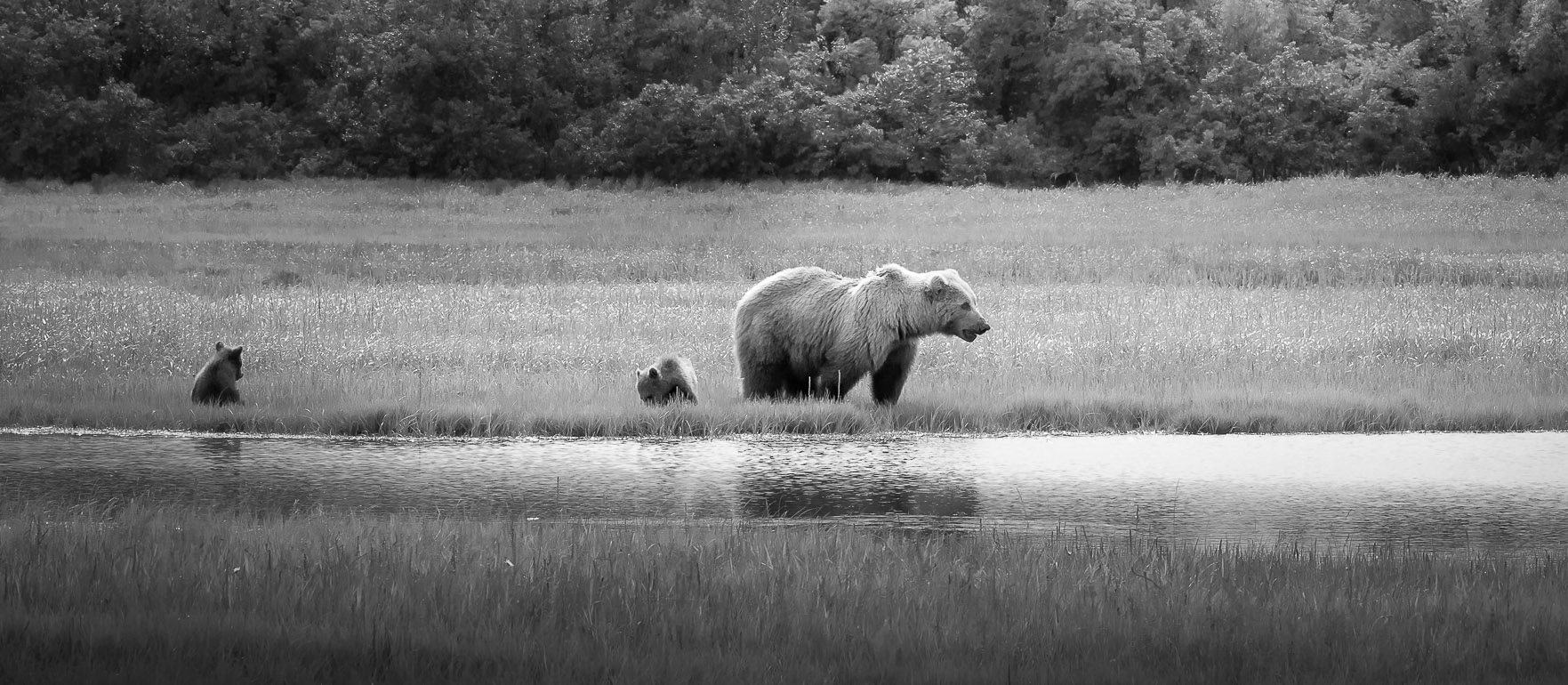 Alaska Bears