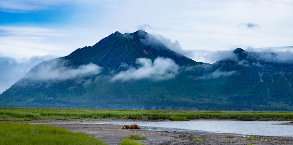 Alaskan Bear napping beneath volcano