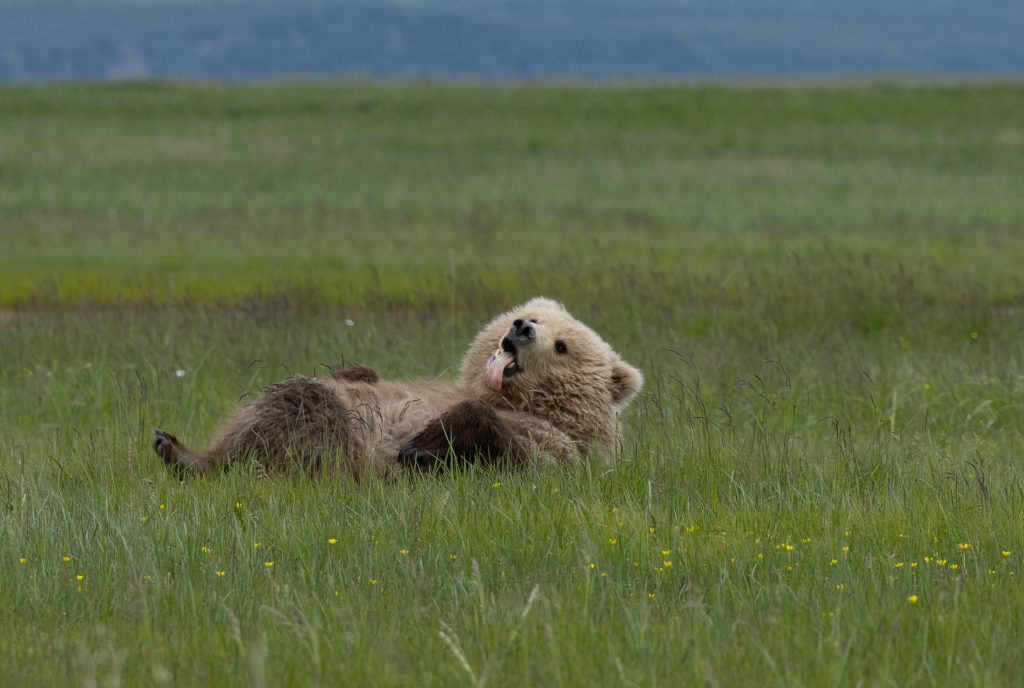 Brown Bear resting on his back with tongue out.