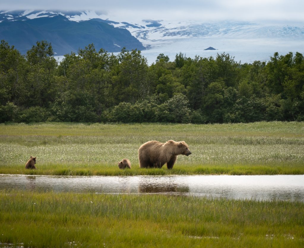Mother bear and cubs near Hallo Bay Glacier, Alaska
