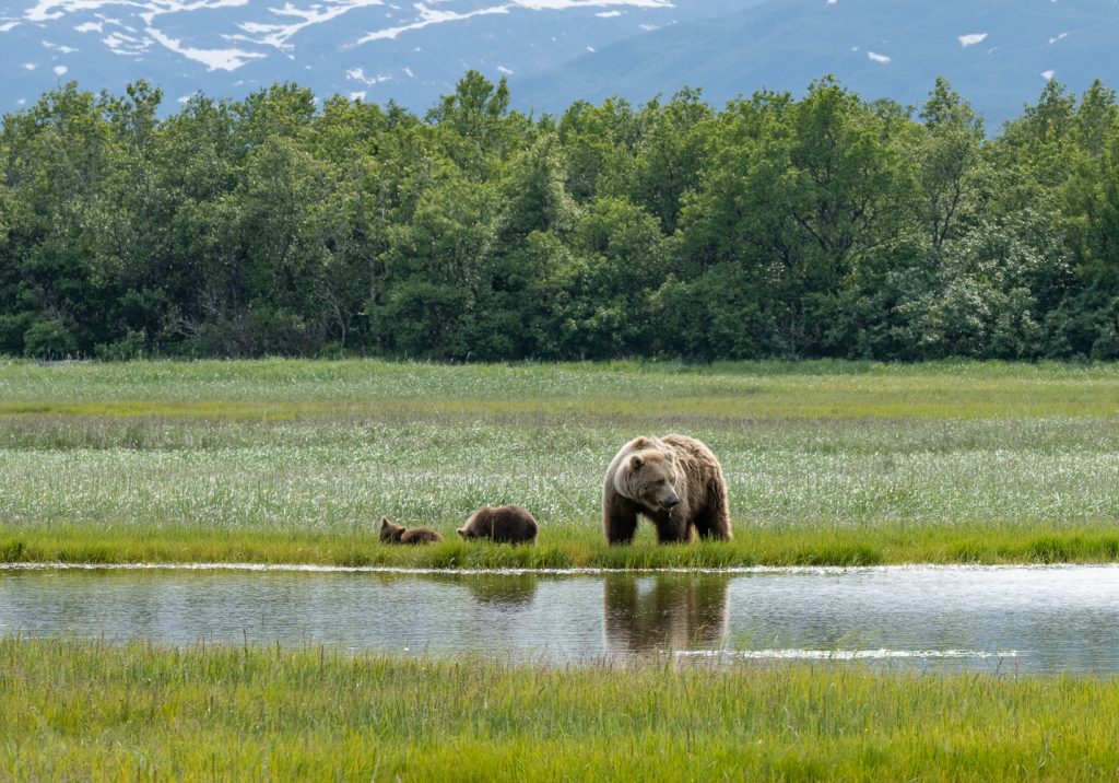 Photo Workshop Alaska Brown Bears and Bald Eagles