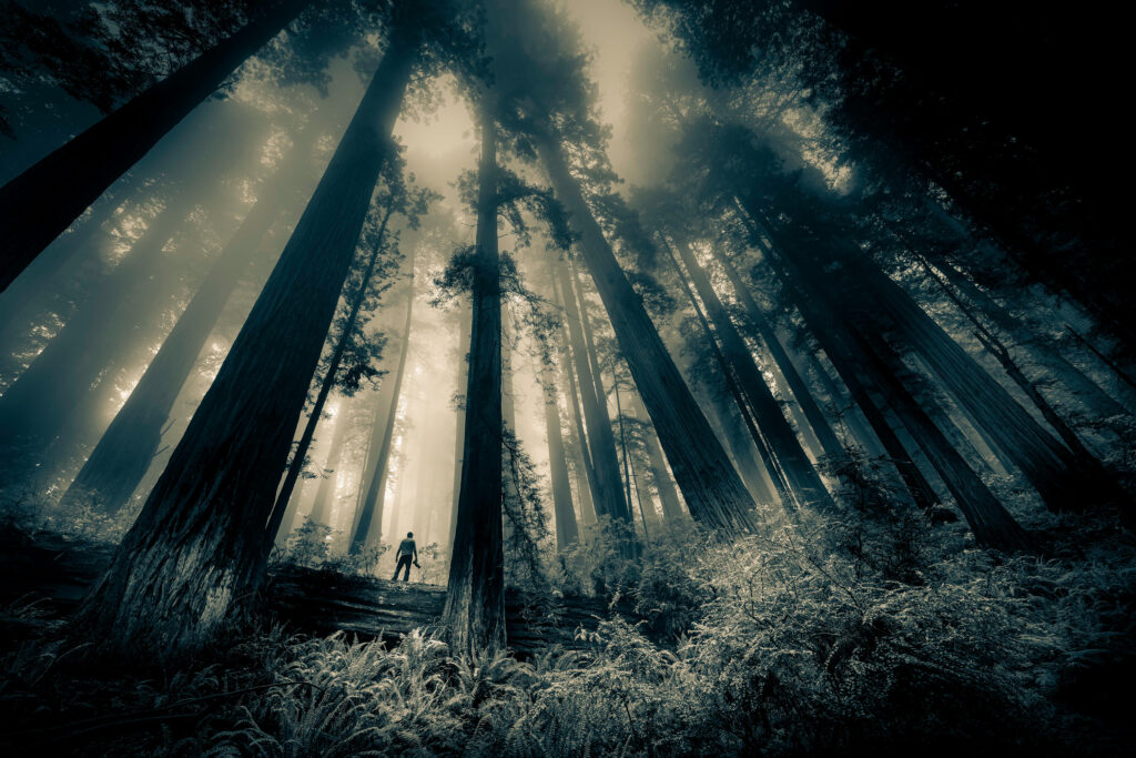 California's Giant Redwood Trees dwarf a human form. 