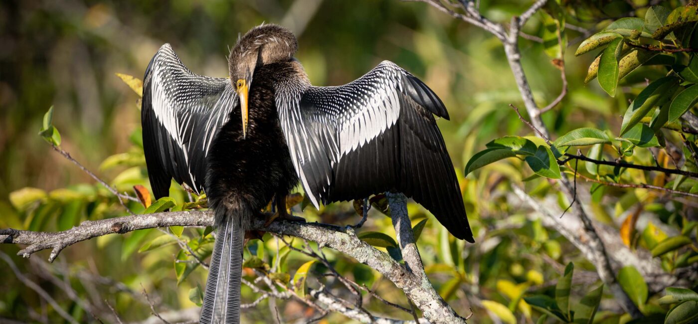 Anhinga