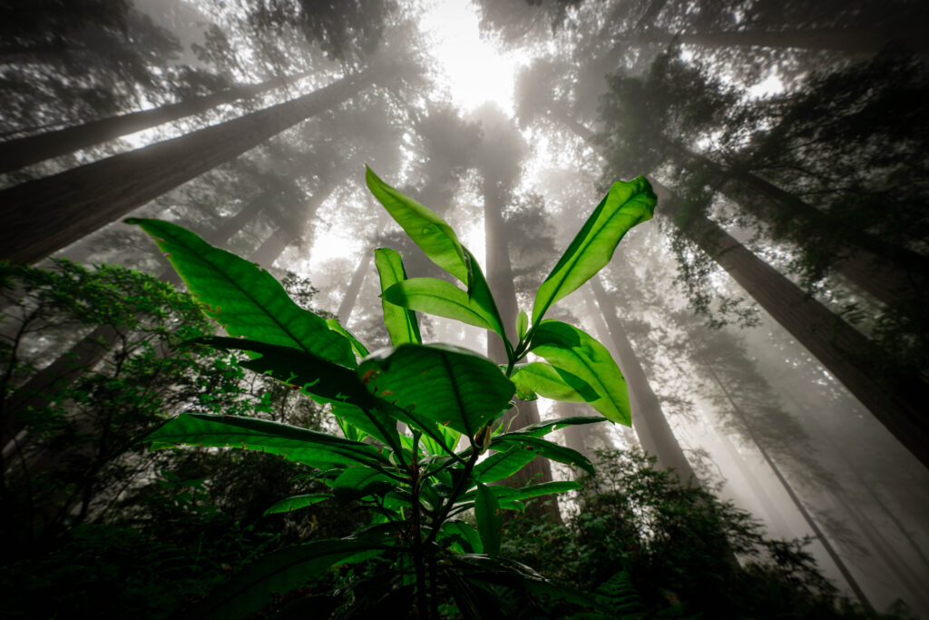 Redwood Forest Photography