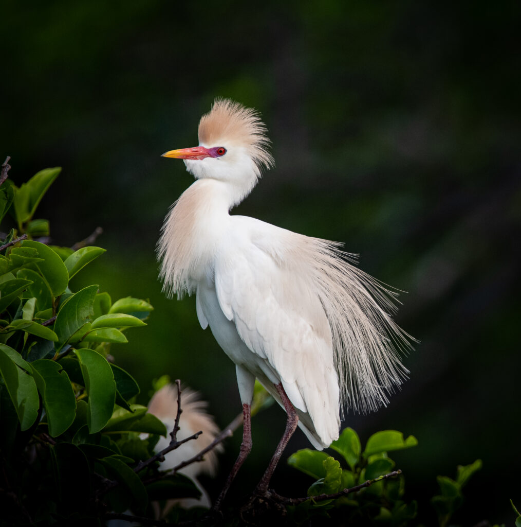 Egret with Mating Plummage
