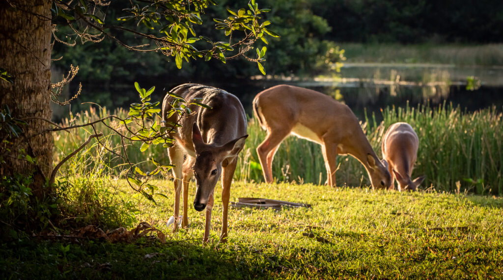 Photography Workshops Florida