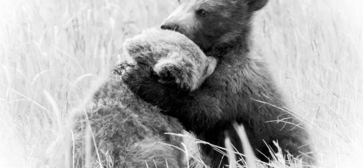 Grizzly Bear Cubs