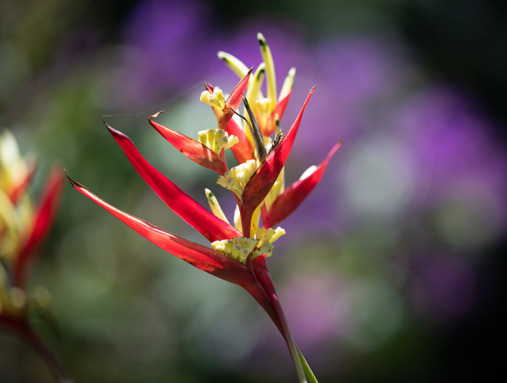 Heliconia Bloom in Tropical Garden