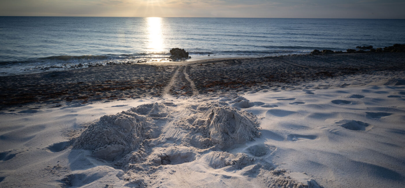 Sea Turtle Nests on Jupiter Island Florida